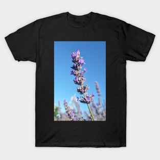 Single Lavender Flower T-Shirt